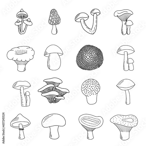 Set of hand drawn edible mushrooms. Porcini mushroom, boletus, chanterelle , camelina , russula, morel, truffle, milk mushroom, honey mushroom, champignon, puffball mushroom, moss 