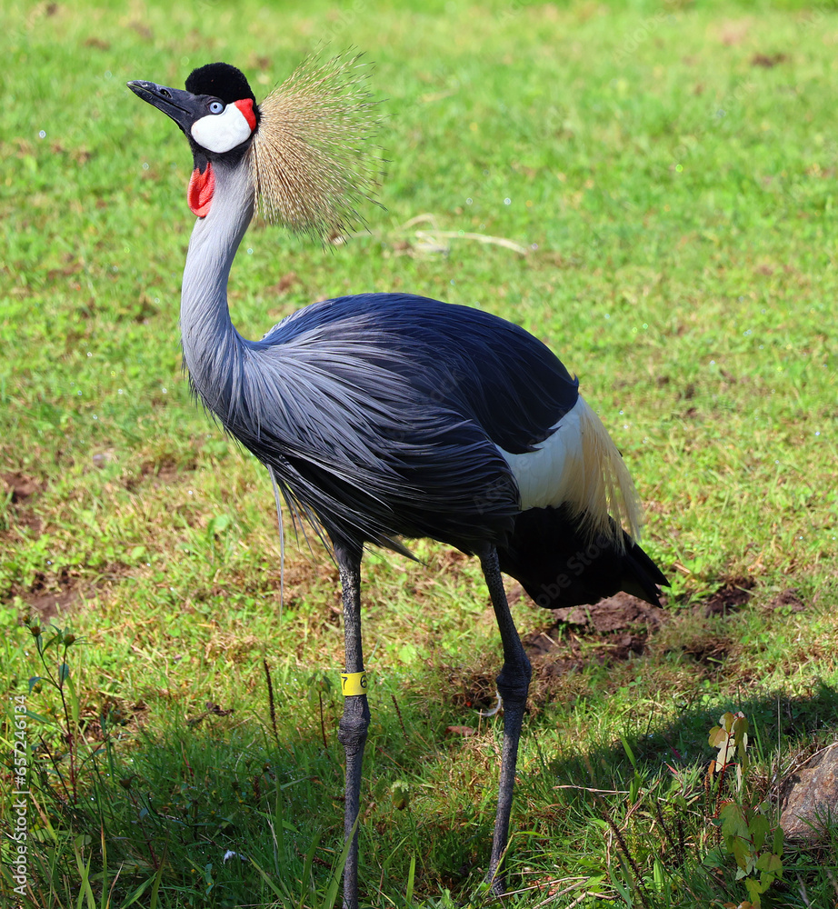 The grey crowned crane is a bird in the crane family Gruidae. It occurs in dry savannah in Africa south of the Sahara, although it nests in somewhat wetter habitats. 