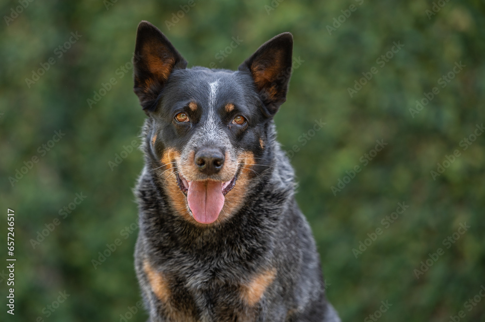 Australian cattle dog face alone, outside, in the yard Australian cattle dog face alone, outside, in the yard