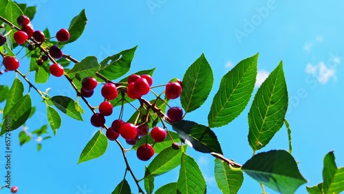 Swaying branches with ripe cherries on a blue sky background