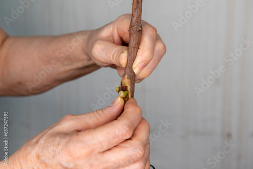 Injerto de yemas en vid, las manos introducen la yema en la planta