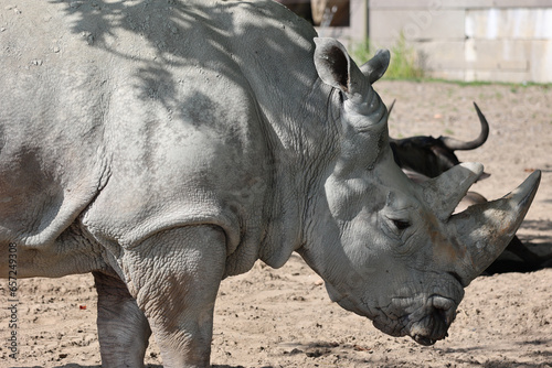 The white rhinoceros or square-lipped rhinoceros is the largest extant species of rhinoceros.  It has a wide mouth used for grazing and is the most social of all rhino species © Daniel Meunier