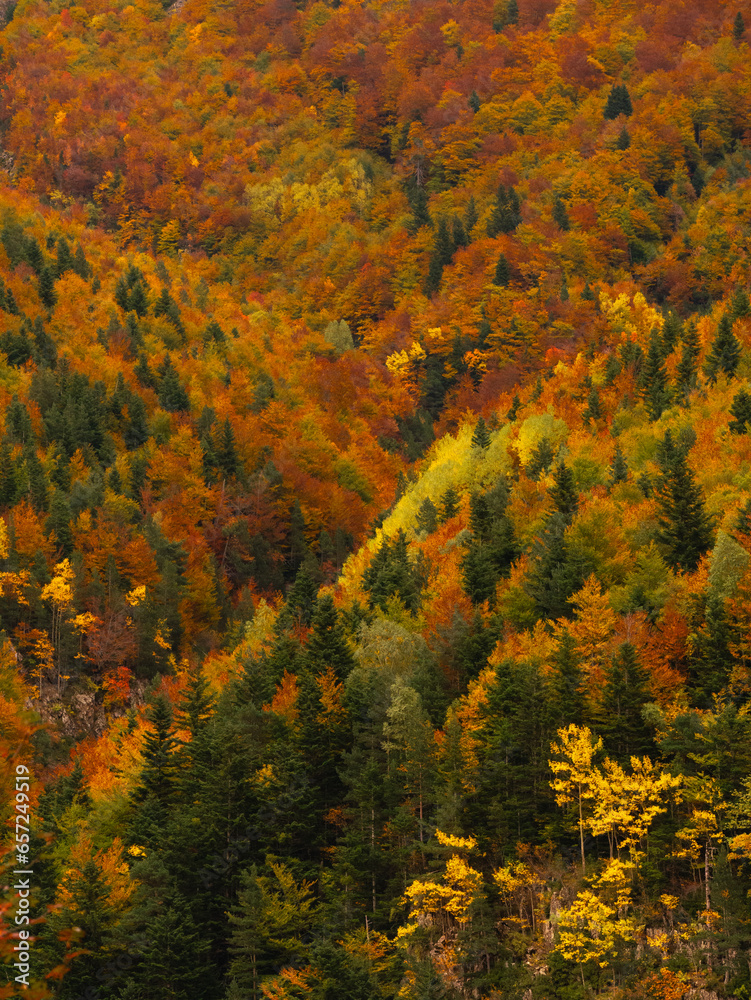 Fototapeta premium Mountain covered in trees with autumn colors