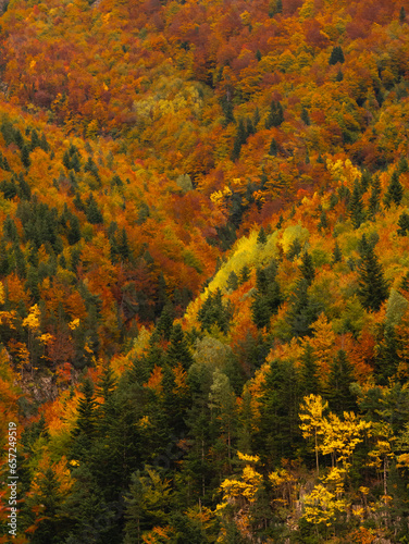 Mountain covered in trees with autumn colors