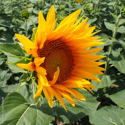 The Helianthus sunflower is a genus of plants in the Asteraceae family. Annual sunflower and tuberous sunflower. Agricultural field. Blooming bud with yellow petals. Furry leaves. Serbia agriculture.