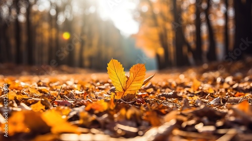 Autumn leaves on the ground in the forest. Autumn background.