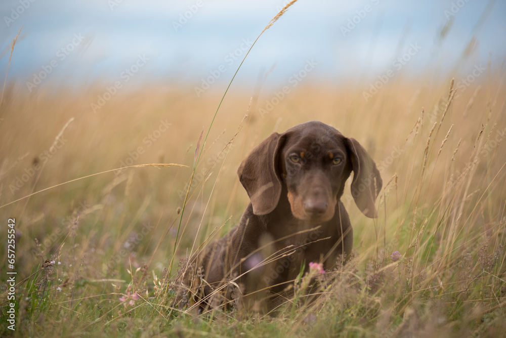 Adorable dachshund puppy playing in the grass Adorable dachshund puppy playing in the grass