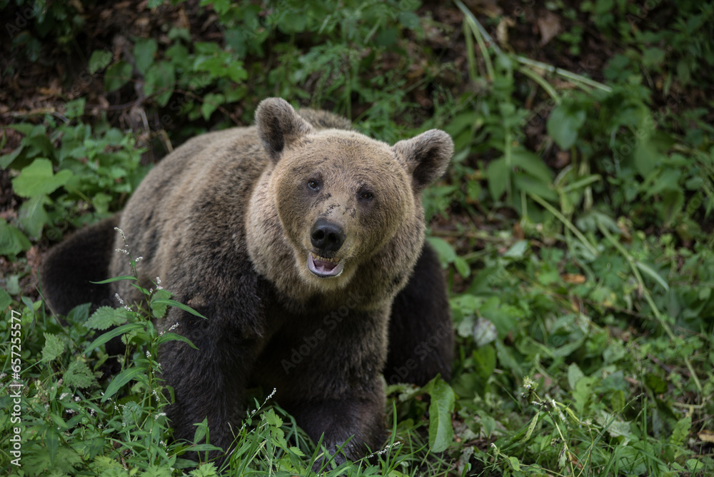 Brown bear in the wilderness, Ursus arctos