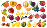 Ensemble de fruits de saison du mois de septembre. Illustration vectorielle. Graphic design éléments. Fruits pour clipart ou pour illustrations. 