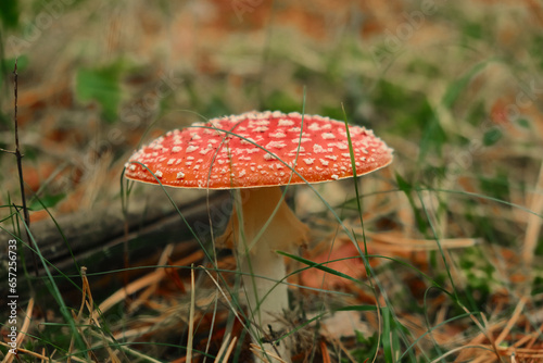Red poisonous fly agaric in the forest. Fly agaric red. Close-up.