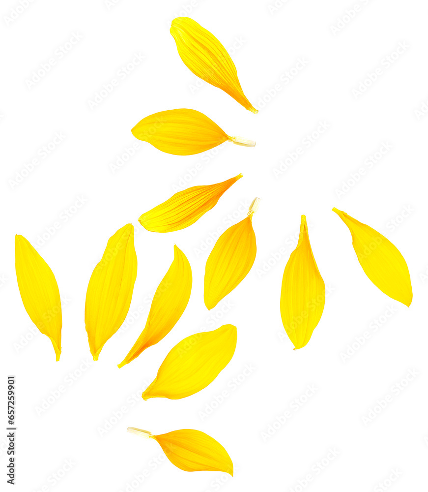 Yellow sunflower petals isolated on a white background, top view. Yellow sunflower petals isolated on a white background, top view.