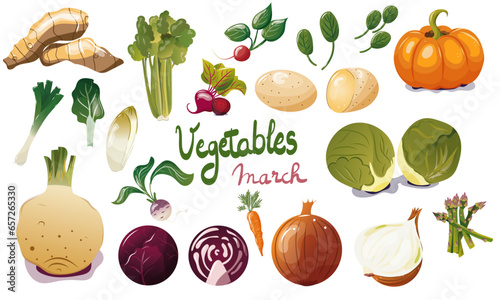 Ensemble de légumes de saison du mois de mars. Illustration vectorielle. Graphic design éléments. Légumes pour clipart ou pour illustrations.  photo