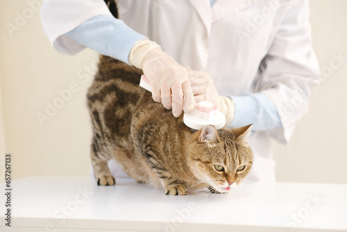 Veterenar brushes the cat's fur with a scratcher in vet clinick. photo