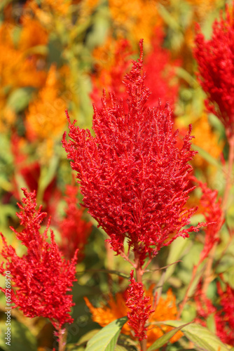 Celosia is a small genus of edible and ornamental plants in the amaranth family, Amaranthaceae. Its species are commonly known as woolflowers photo