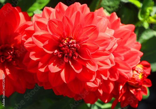 Dahlia is a genus of bushy, tuberous, perennial plants native to Mexico, Central America, and Colombia. There are at least 36 species of dahlia, some like D. imperialis up to 10 metres tall. photo