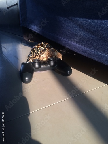 Tortoise playing with a playstation controller photo