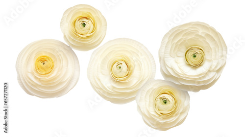 White Ranunculus Flowers Isolated on Transparent Background - Top View, PNG	