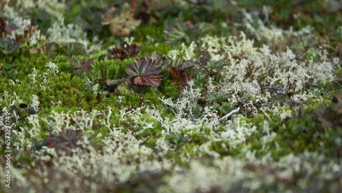 CLOSE-UP of ARCTIC LICHEN MOSS growing on forest floor in tundra. Detailed macro texture of light green moss found in cold climates like northern Scandinavia and Russia.