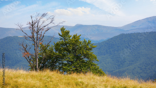 beech tree on the grassy meadow. carpathian mountain landscape in late summer. sunny afternoon