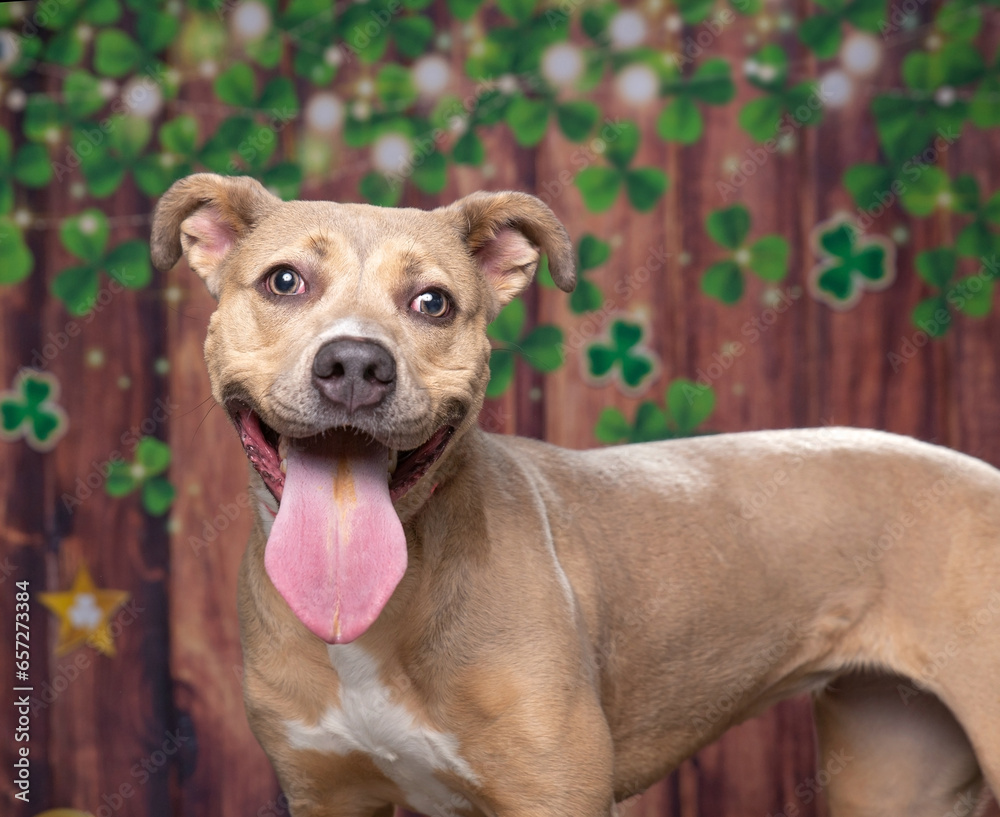 cute dog on an isolated background cute dog on an isolated background