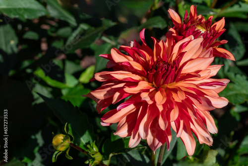 Orange dahlias blooming in botanical garden.