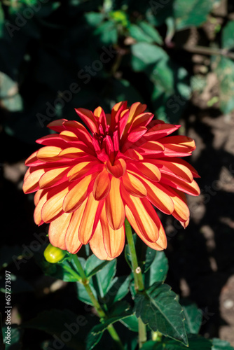 Orange dahlias blooming in botanical garden.