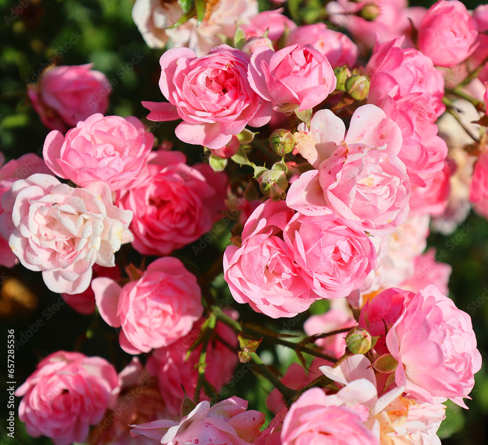 A rose is a woody perennial flowering plant of the genus Rosa, in the family Rosaceae, or the flower it bears. There are over a hundred species and thousands of cultivars.
A rose is a woody perennial flowering plant of the genus Rosa, in the family Rosaceae, or the flower it bears. There are over a hundred species and thousands of cultivars.