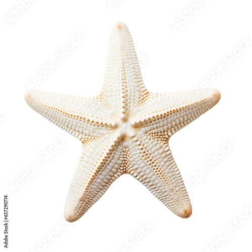 white starfish on transparent background