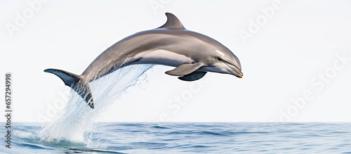 Foto Portuguese Bottlenose Dolphin With copyspace for text