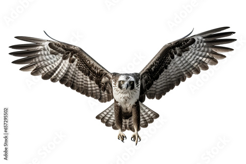 Powerful Osprey in Hunt with Spread Wings 3D PNG Icon.