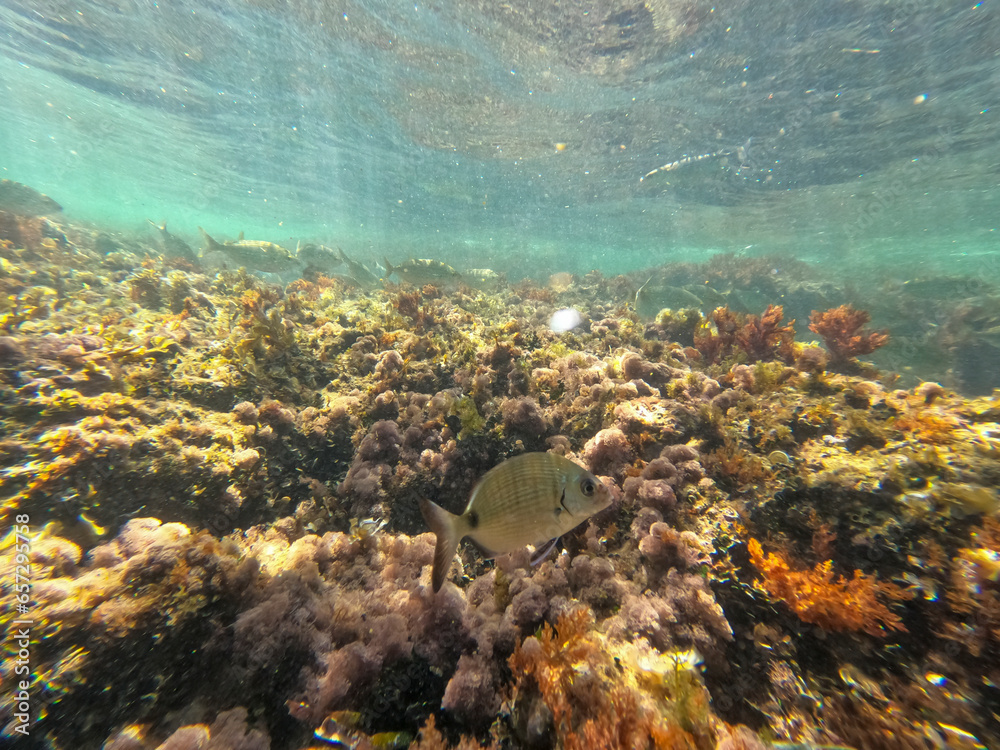Underwater snorkeling in Las Rotas beach nature reserve in Denia Alicante Spain Underwater snorkeling in Las Rotas beach nature reserve in Denia Alicante Spain