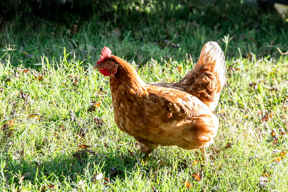 Fototapeta premium Chicken on a farm