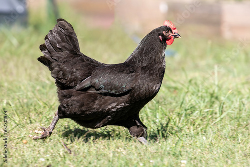 Chicken on a farm © ACpics