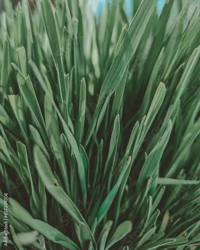 close photographed thick green grass
