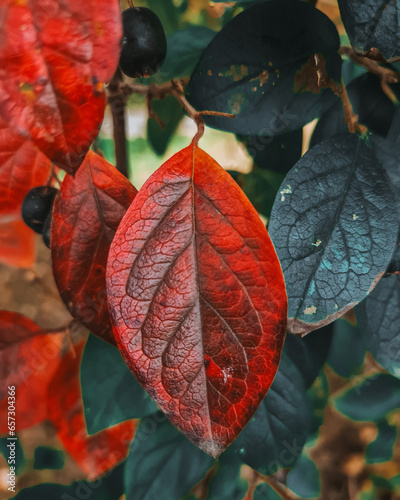 bright autumn leaf of a bush