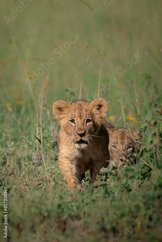lion cub in the savannah