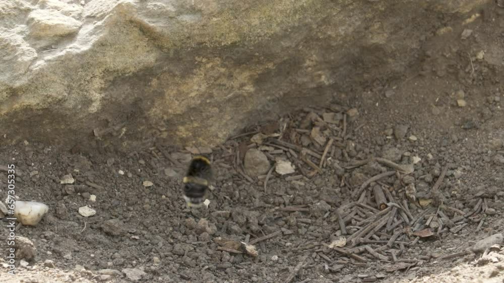 family of Buff-tailed bumblebees (Bombus terrestris) creates a nest ...