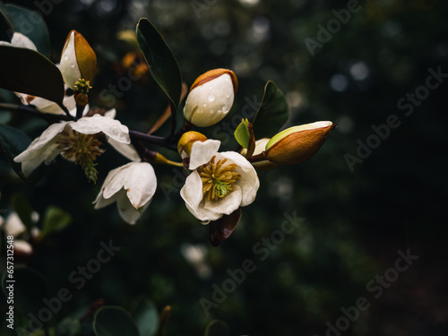 white magnolia flower #657312548