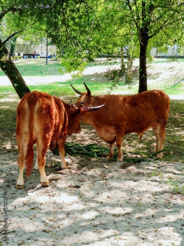 Grosses vaches ou taureaux de spectacles hispaniques, en pleine nature, attachées à des arbres, ensemble ou en confrontation, distraction animalière, grosses et larges cornes, en plein milieu parc
