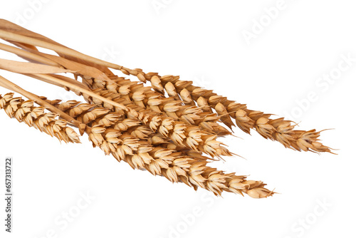 ears of wheat isolated on white background, cereal