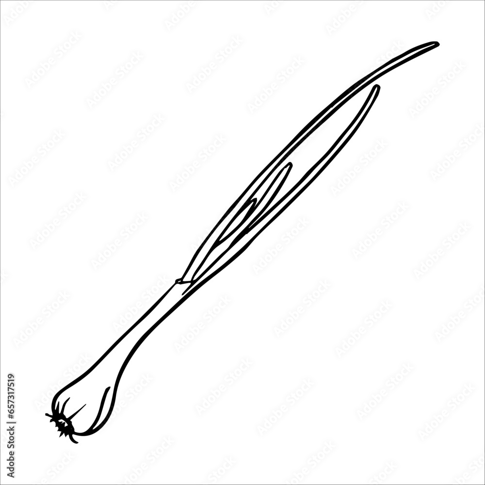 Young green onion isolated on white background. Watercolor illustration. For product design, packaging, cuisine, ingredient and condiment. Young green onion isolated on white background. Watercolor illustration. For product design, packaging, cuisine, ingredient and condiment.