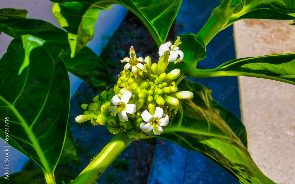 Obraz premium Noni fruit Morinda citrifolia with flowers popular with ants Mexico.