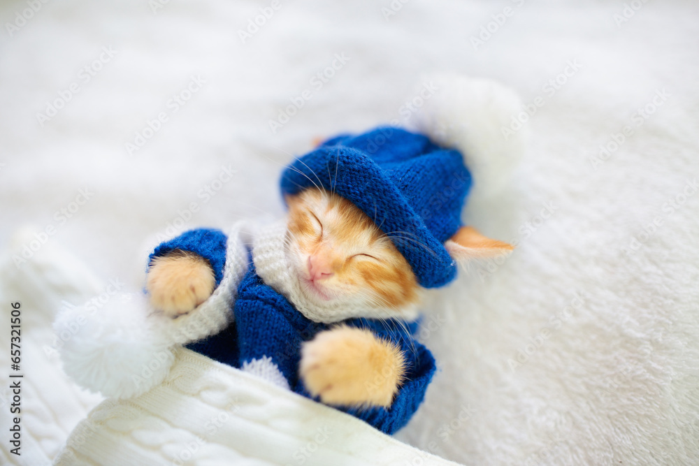Baby cat in sweater and hat. Kitten sleeping.