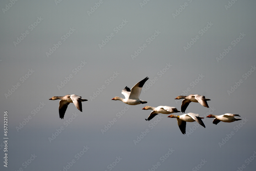 Swans, Geese, and Ducks Migrating to the Pristine Outer Banks of North Carolina