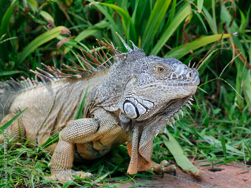 approach to Caribbean Iguana, an endangered species approach to Caribbean Iguana, an endangered species