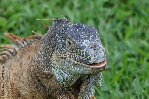 approach to Caribbean Iguana  an endangered species