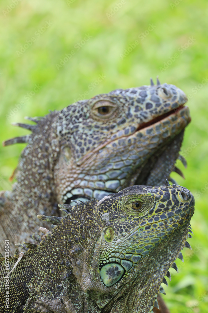 Obraz premium approach to Caribbean Iguanas, an endangered species