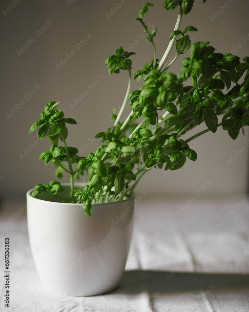 Fresh green basil in a ceramic pot Fresh green basil in a ceramic pot
