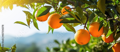 Mallorca citrus cultivation Mandarin tree with tangerines on sunny day With copyspace for text