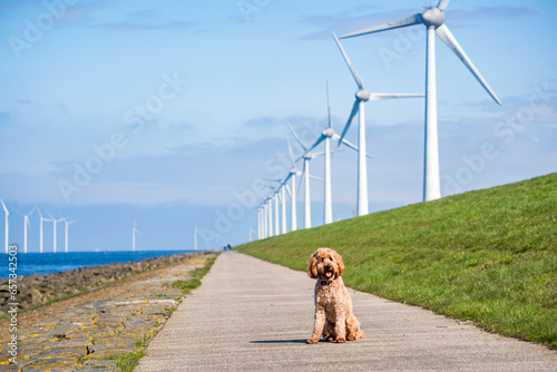 dog sitting in front of wind mills and turbines  photo